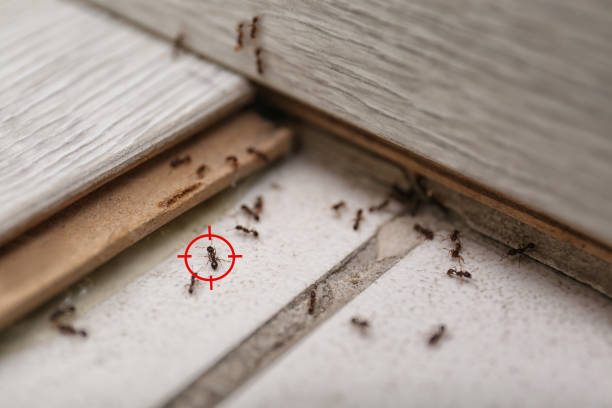 Best Best Pest Control Near Me  in Melville, RI