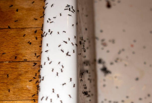 Best Affordable Pest Control Services  in Melville, RI